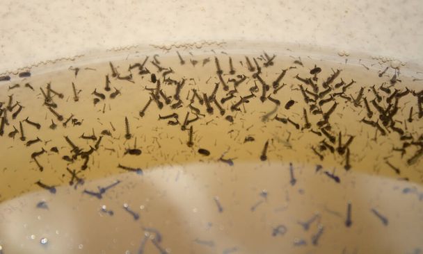 larvas de mosquitos na água
 - Foto, Imagem