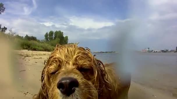 A kutya megremeg a folyóban úszás után. - Felvétel, videó