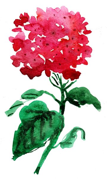 Hydrangea red flowers - Valokuva, kuva