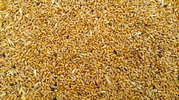 Spettacolo full-frame di semi di grano dorato, sfondo grano. Spazio per testo. - Foto, immagini