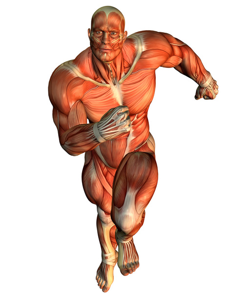 Lihas käynnissä tutkimus miesten kehon rakentajia
 - Valokuva, kuva