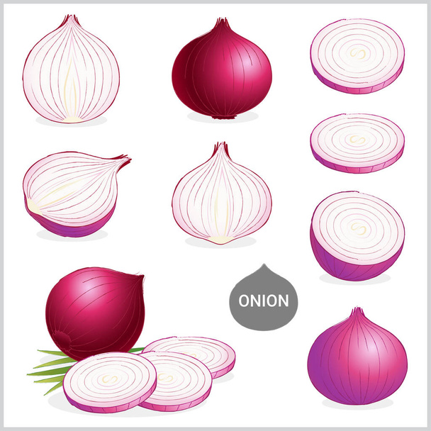 Set van rode of paarse uien in verschillende stijlen vectorformaat - Vector, afbeelding