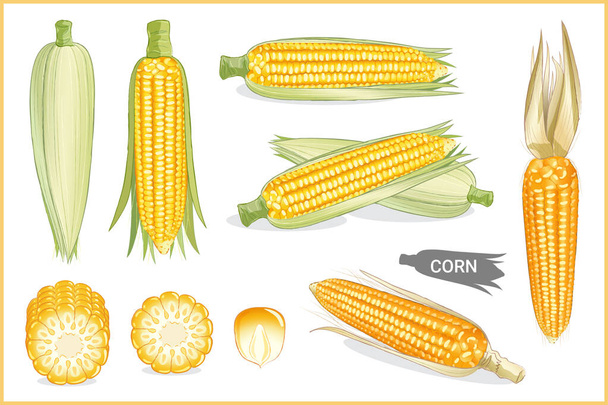 Set of yellow sweet corn illustration in various style, vector format - Vector, Image