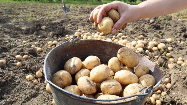 Ein Bauer hält eine junge gelbe Kartoffel in der Hand, die gerade in einem Gemüsegarten aus der Erde gegraben wurde. Ernte- und Saisonarbeit auf dem Feld. frisches Gemüse in weiblichen Händen im Garten. Landwirtschaft - Foto, Bild