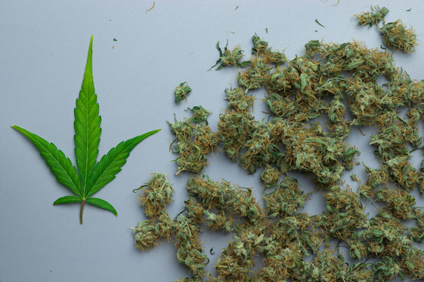 Cannabis leaf and marijuana buds top view. - Photo, Image