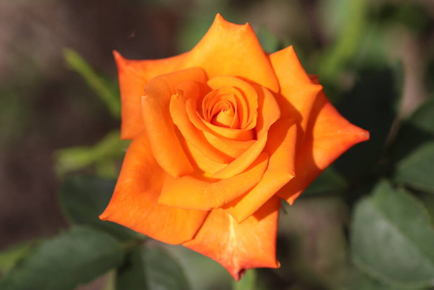 piękny jasny pomarańczowy róża w słoneczny dzień podoba się z jego jasne płatki - Zdjęcie, obraz