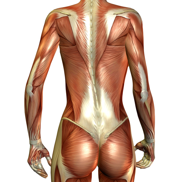 muskulöser weiblicher Rücken - Foto, Bild