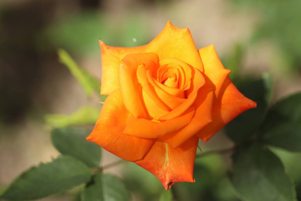belle rose orange vif par une journée ensoleillée plaît avec ses pétales lumineux - Photo, image