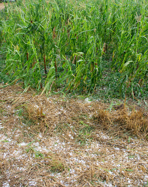 Hail storm damaging corn crops in summer time. Agricultural disaster - Photo, Image