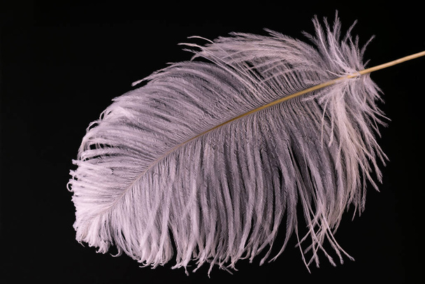  White large ostrich feather on a black background. Close-up. - Photo, Image