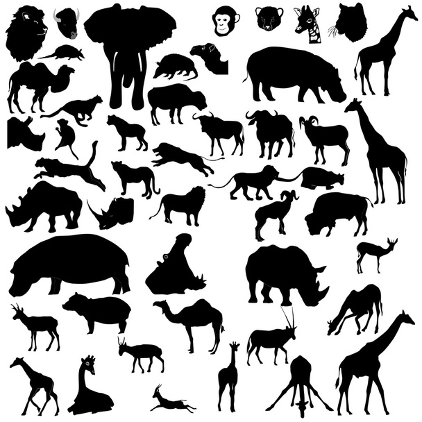 Set of tropical animals - Vector, Image