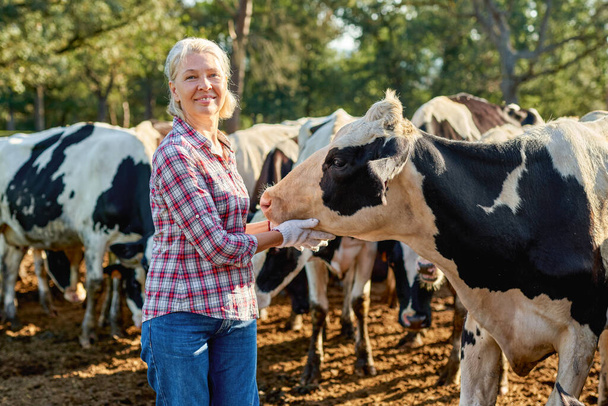 群れの周りの牛の農場の農家の女性. - 写真・画像
