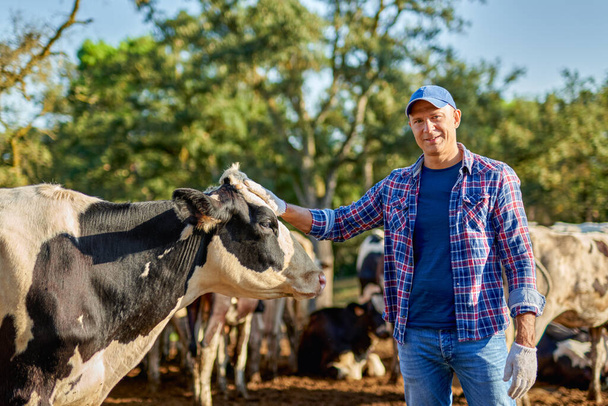 αγρότης εργάζεται σε αγρόκτημα με αγελάδες γαλακτοπαραγωγής. - Φωτογραφία, εικόνα