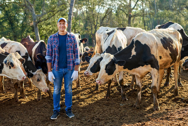 αγρότης εργάζεται σε αγρόκτημα με αγελάδες γαλακτοπαραγωγής. - Φωτογραφία, εικόνα