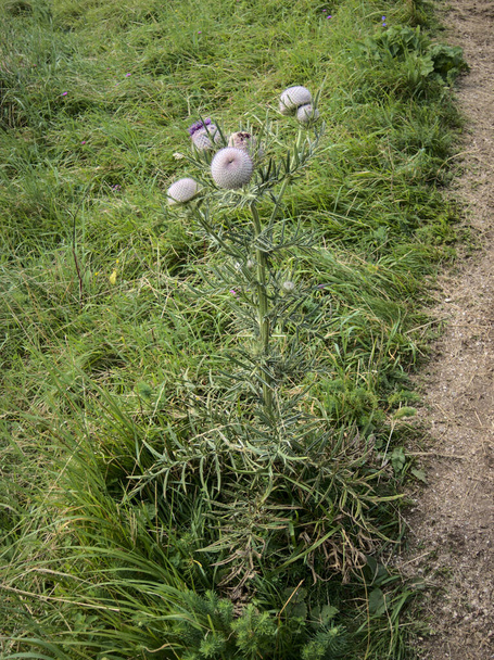 Alplerdeki Cirsium eriophorum (yünlü devedikeni) - çiçek yakın plan - Fotoğraf, Görsel