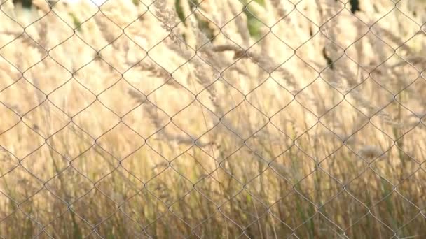Колючки полевой травы качаются за сеткой металлических заборов в лучах заката - Кадры, видео