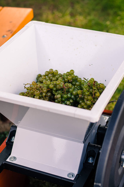 máquina de prensagem com uvas verdes maduras para a vinificação - Foto, Imagem