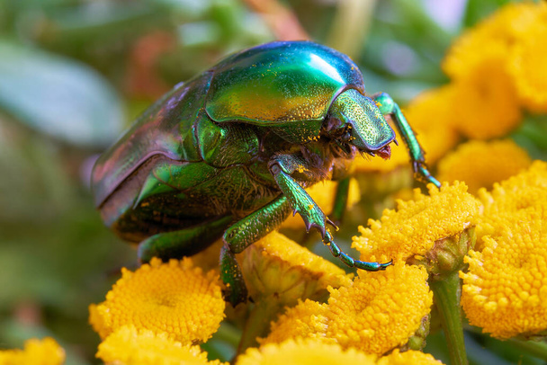  Rose beetle (Cetonia aurata) on a yellow flower in the garden                               - 写真・画像