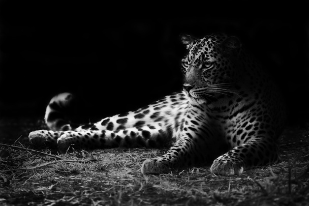 λεοπάρδαλη - Φωτογραφία, εικόνα