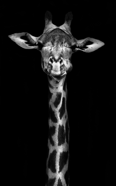 Giraffe in Black and White - Photo, Image
