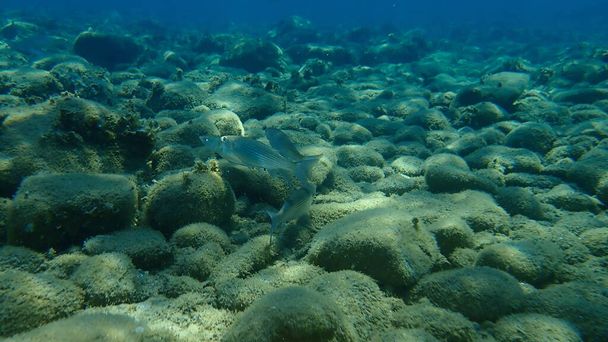 Flathead Meeräsche, Flathead Meeräsche, gestreifte Meeräsche (Mugil cephalus) Unterwasser, Ägäis, Griechenland, Chalkidiki - Foto, Bild