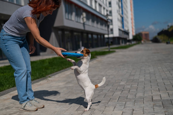 Woman walks with Jack Russell Terrier outdoors. Funny playful little dog catches and brings toy to the owner. - Foto, imagen