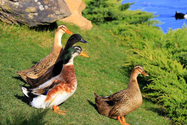 Nagy sárga kacsák sétálnak a zöld gyepen a víz mellett. Baromfi, farm a faluban. Vízimadarak, kacsahús, étel. Madárvadászat. - Fotó, kép