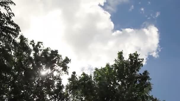 ağaç ve bulutlar - Video, Çekim