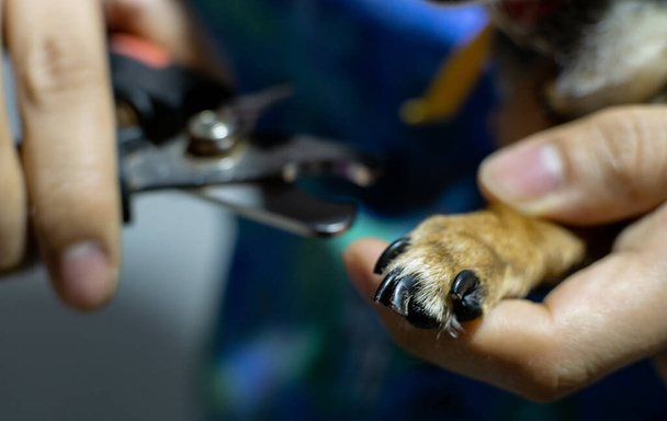 couper les ongles d'un chien chihuahua - Photo, image