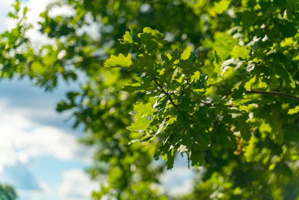 Green oak leaves on blue sky background, selective focus - Zdjęcie, obraz