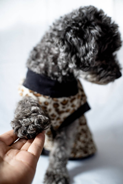 pes dává tlapu svému majiteli - Fotografie, Obrázek