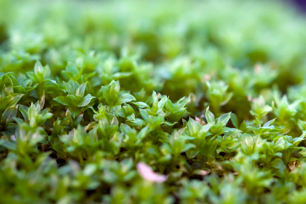 Macro shot of moss in the forest. - Foto, imagen