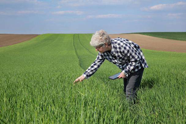 Female farmer or agronomist inspect quality of green wheat in field using tablet, spring time - Valokuva, kuva