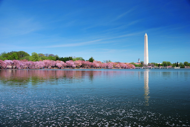 Вашингтон, округ Колумбия, цветение вишни - Фото, изображение