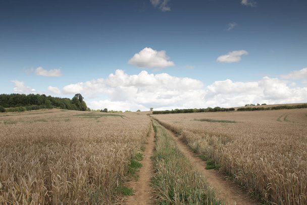 landschap foto genomen op de Adderbury rondwandeling in het Oxfordshire dorp Adderbury, net ten zuiden van Banbury in Engeland - Foto, afbeelding