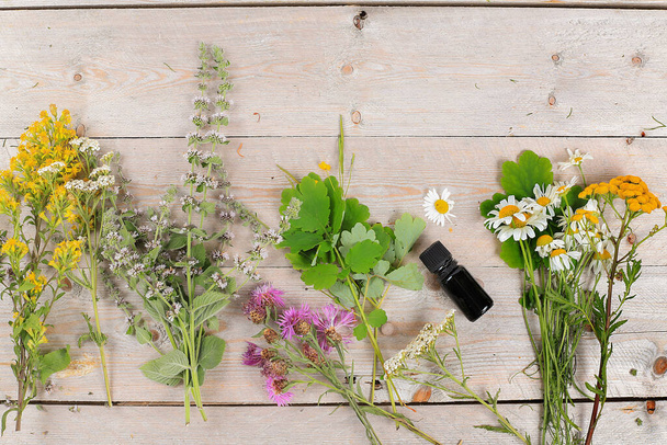 Medicinal plants, pills and oils, the concept of alternative medicine and natural cosmetics, background, mint, chamomile, celandine and yarrow are used to treat diseases, - Photo, Image