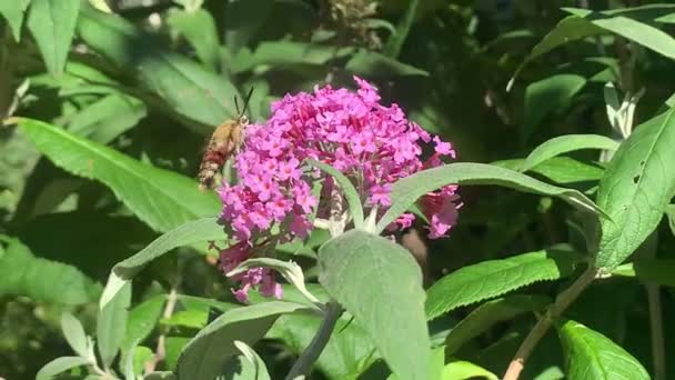 broad-bordered bee hawk-moth (Hemaris fuciformis) on buddleja bush - Materiał filmowy, wideo