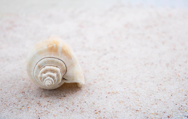 Colorful seashells and stones of various shapes and sizes lie on the white sand. Macro photography of a marine theme. The beach is somewhere near the sea or ocean. Sunny day. Vacation or weekend. - Foto, afbeelding