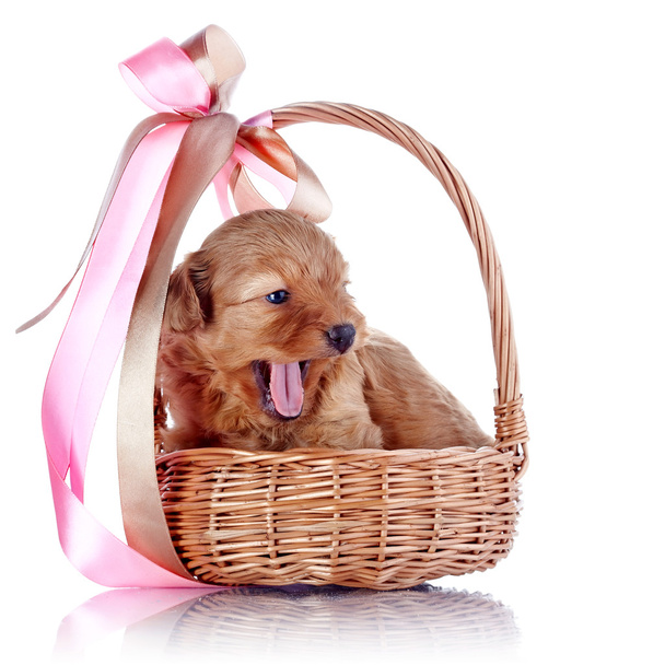 Yawning puppy in a basket with a bow. - Фото, изображение