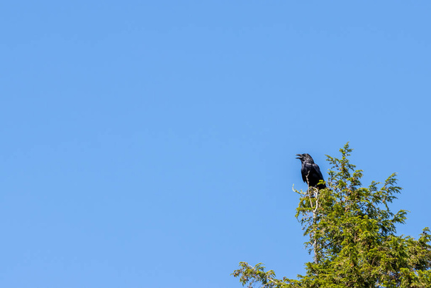 Nagy, közönséges holló ült a zöld fa tetején a kék ég ellen. - Fotó, kép