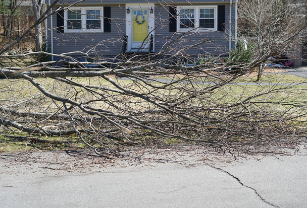 tree branches fallen on the street in front of house                                - Photo, Image
