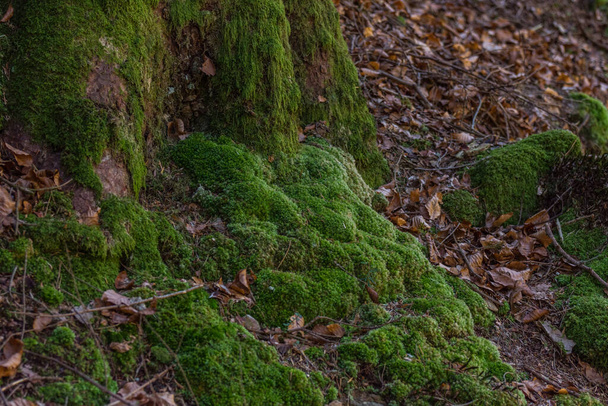 muschio verde lussureggiante in una foresta durante le escursioni - Foto, immagini