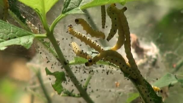 Caterpillar lepkék szövik a web levelek rovarok állatok - Felvétel, videó