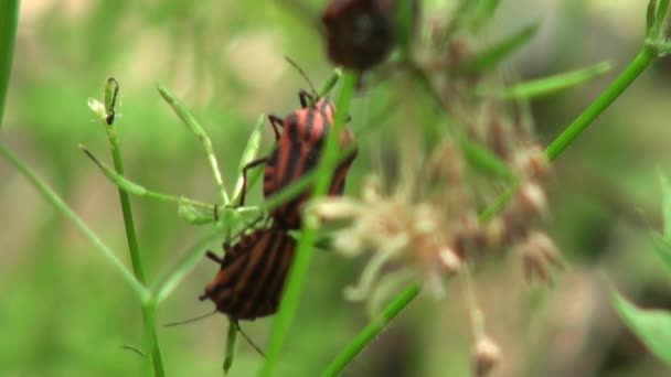 bugg röd på raden försvarare klinga av gräs insekt - 映像、動画
