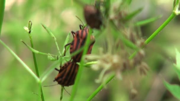 Bug red on line defenders blade of grass insect - Footage, Video
