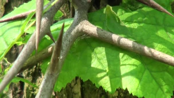 森林の幼虫によって食べられる緑の葉の花 - 映像、動画