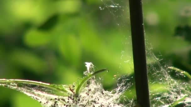 housenky můry tkát webové listy hmyzu zvířat - Záběry, video