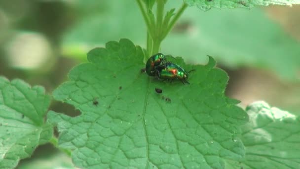 Blütentafer sitzt auf Stück Insekten Tiere - Filmmaterial, Video