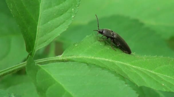 Female Moustache Megopis beetle lays eggs insect - Footage, Video