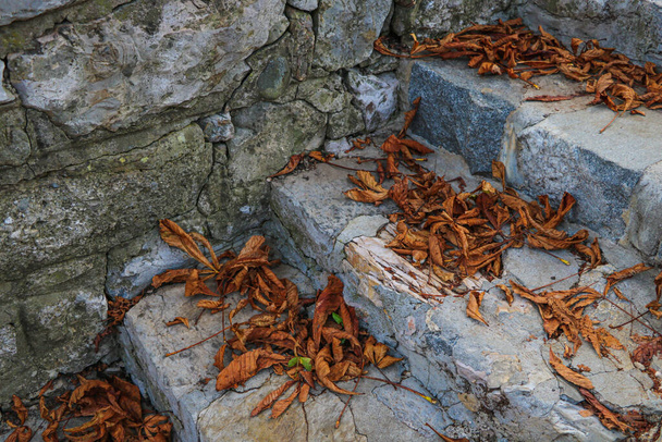 Geel gevallen bladeren op betonnen treden. Vallen. - Foto, afbeelding